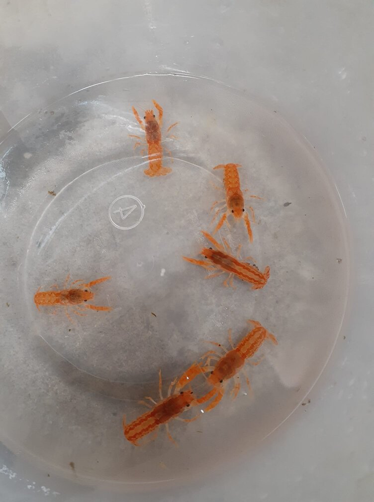 Mexican Dwarf Crayfish Breeding Colony (6 Crayfish) - Tilapia Store