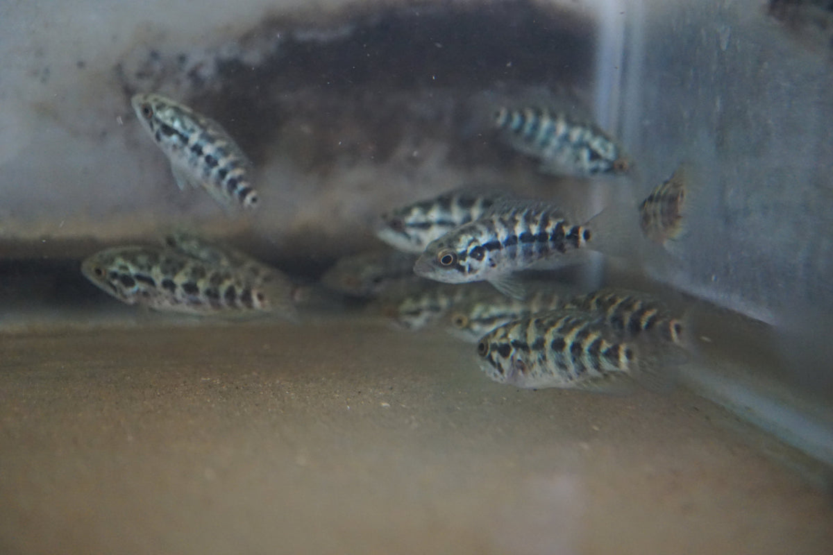 Jaguar Cichlid 4 to 5 inch - Tilapia Store
