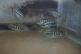 Jaguar Cichlid