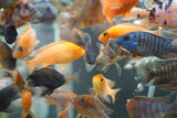 Dragon Blood Peacock Cichlid (Aulonocara sp.)  2 to 3 inch