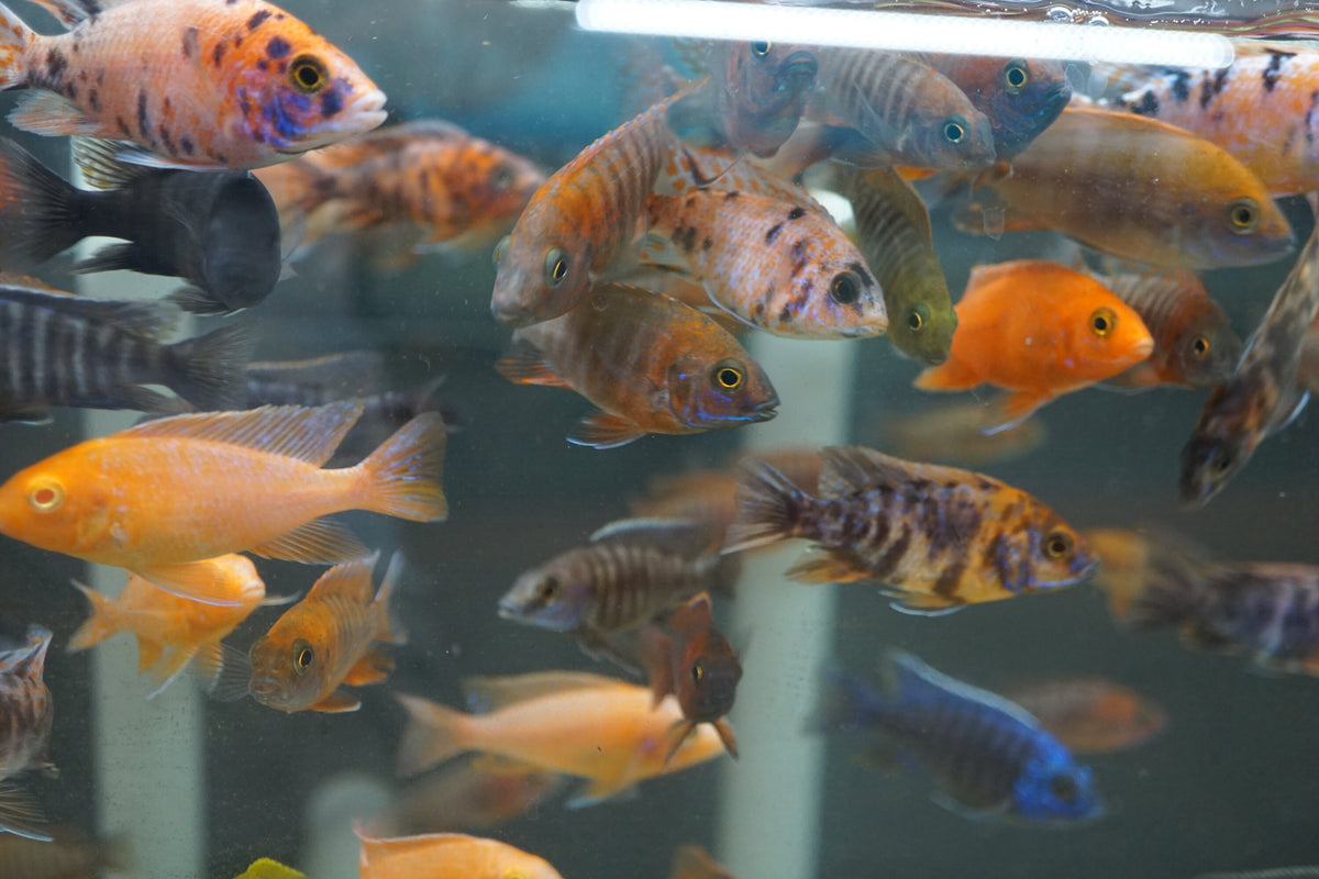 Dragon Blood Peacock Cichlid (Aulonocara sp.) 2 to 3 inch - Tilapia Store