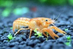 Mexican Dwarf Crayfish Breeding Pair.