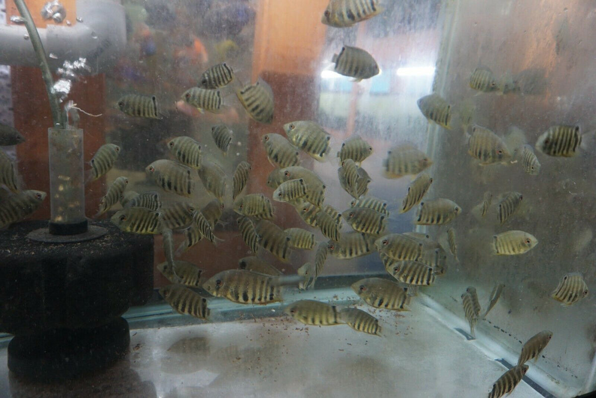 Severum (Orange Shoulder) - Tilapia Store