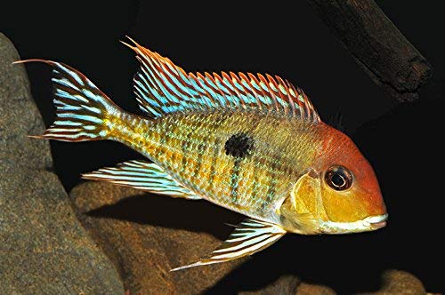 Geophagus Tapajos (Red Head) - Tilapia Store