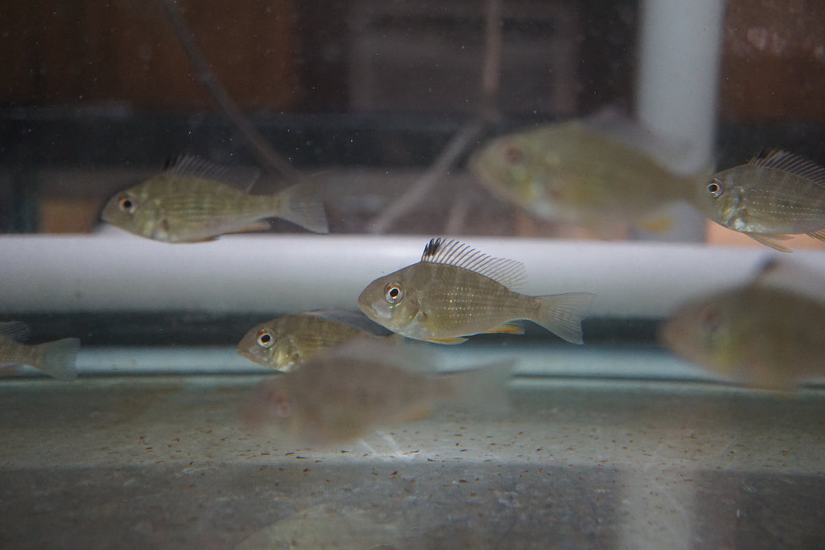 Geophagus Threadfin - Tilapia Store