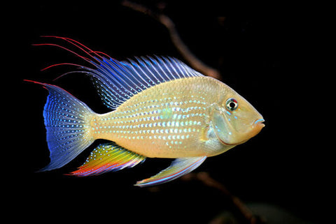 Geophagus Threadfin