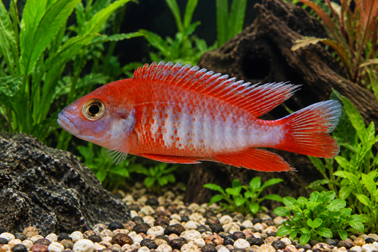Peacock Cichlids: Care, Types, Tank Mates & Tank Setup