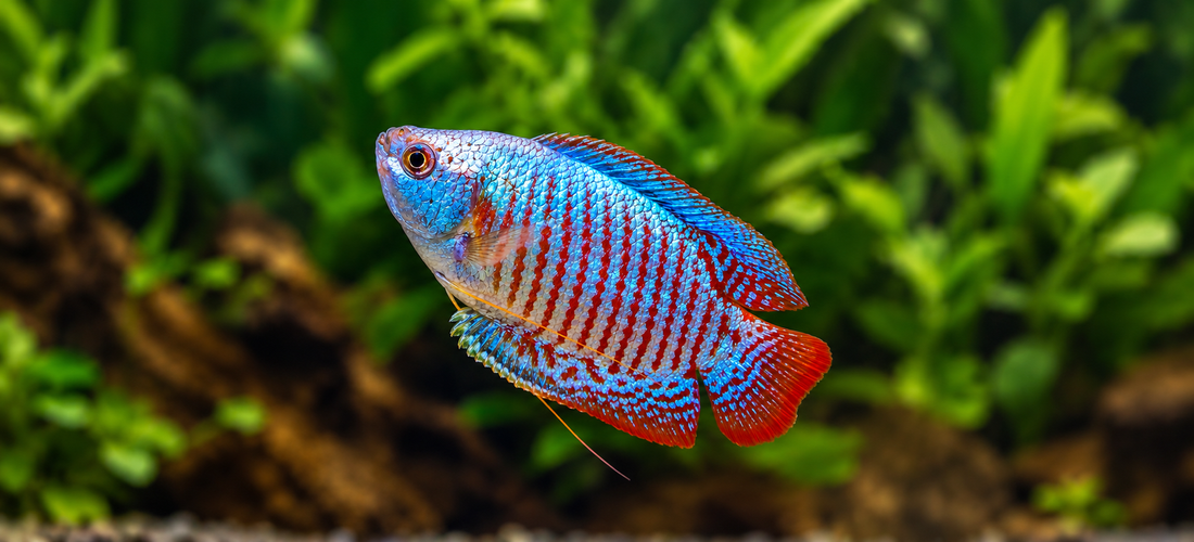 Blue and red dwarf gourami freshwater fish, Tilapia Store.