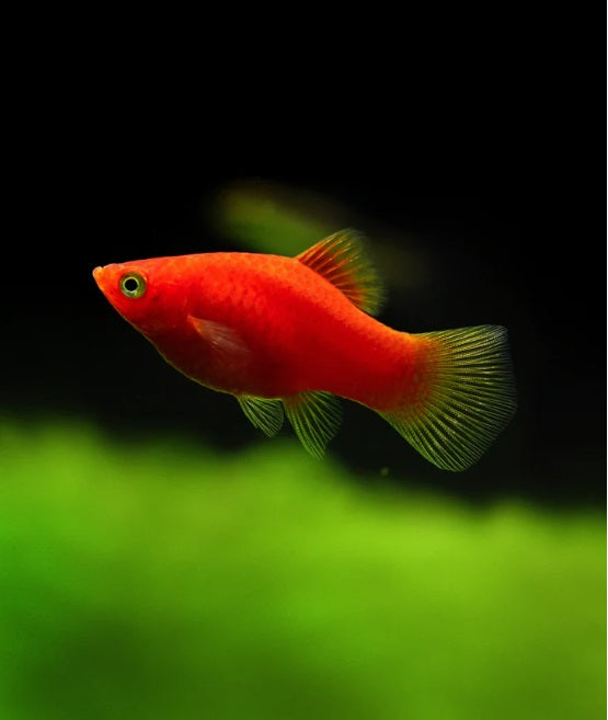 Dwarf Red Coral Platy (Xiphophorus maculatus), bright red coloration, tank-raised in Florida at TilapiaStore.