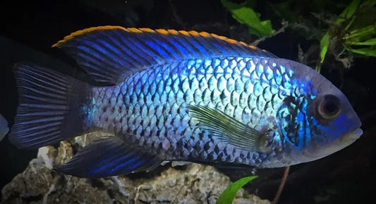 Electric Blue Acara (Andinoacara pulcher) – Peaceful, metallic blue freshwater cichlid bred in Florida at TilapiaStore