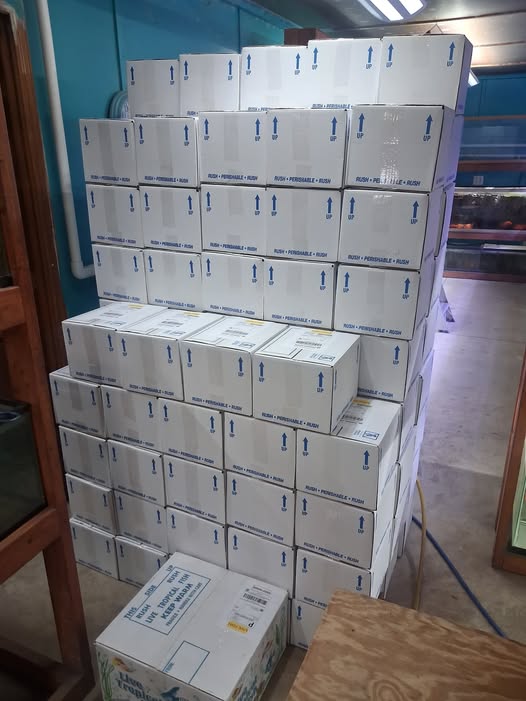 Over 100 boxes of live tropical fish packed and ready for shipping at a licensed Florida aquaculture farm