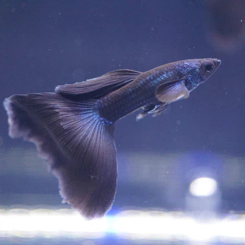 Farm-raised guppy swimming in a freshwater aquarium, bred in Florida at TilapiaStore.