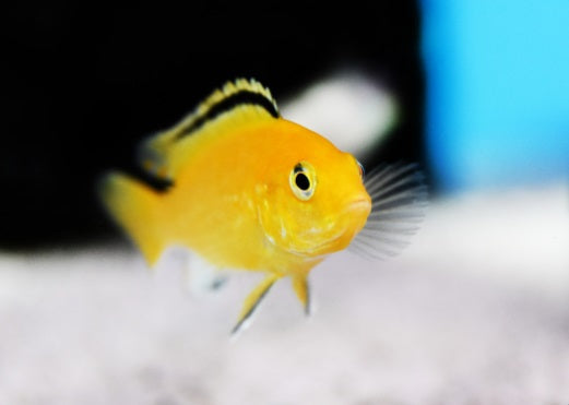 Yellow Lab Cichlid (Labidochromis caeruleus) bred in Florida at D&G Farms, showing bright coloration and healthy tank-raised quality.