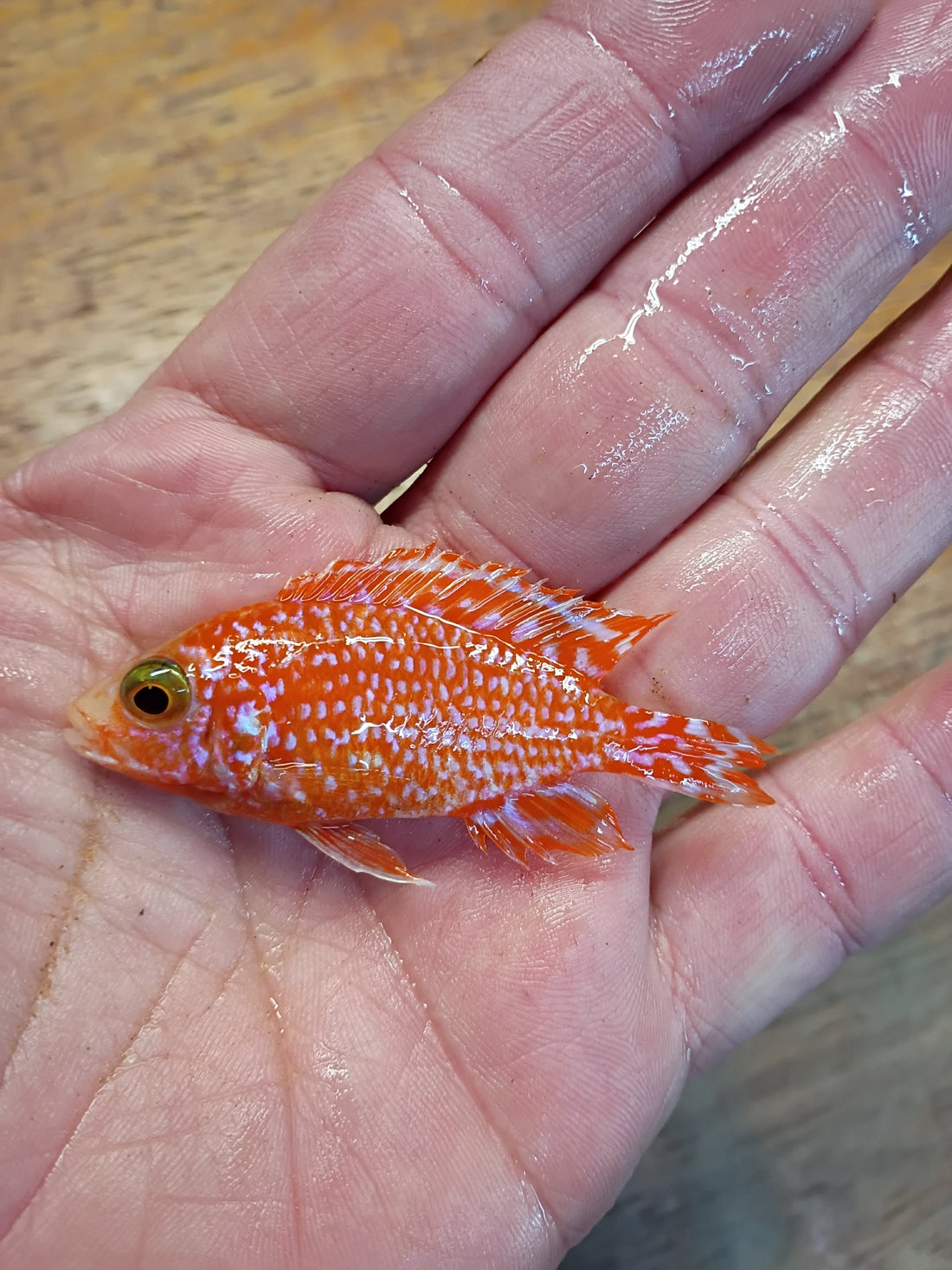 Tank-raised Florida aquarium fish from D&G Farms — healthy, colorful, and hand-selected for quality.