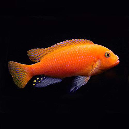 Red Zebra Cichlid (Maylandia estherae) adult African mbuna from Lake Malawi
