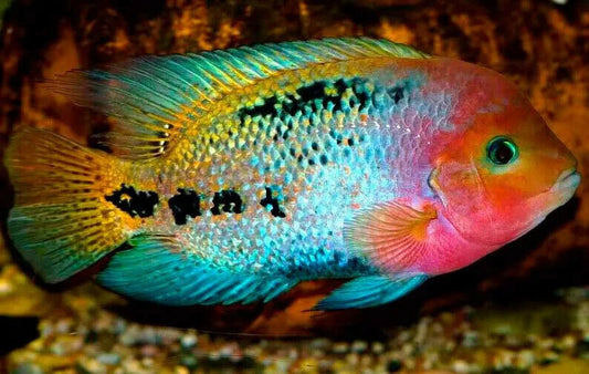Tank-raised Veija cichlid in a freshwater aquarium, tropical fish from a Florida aquaculture farm