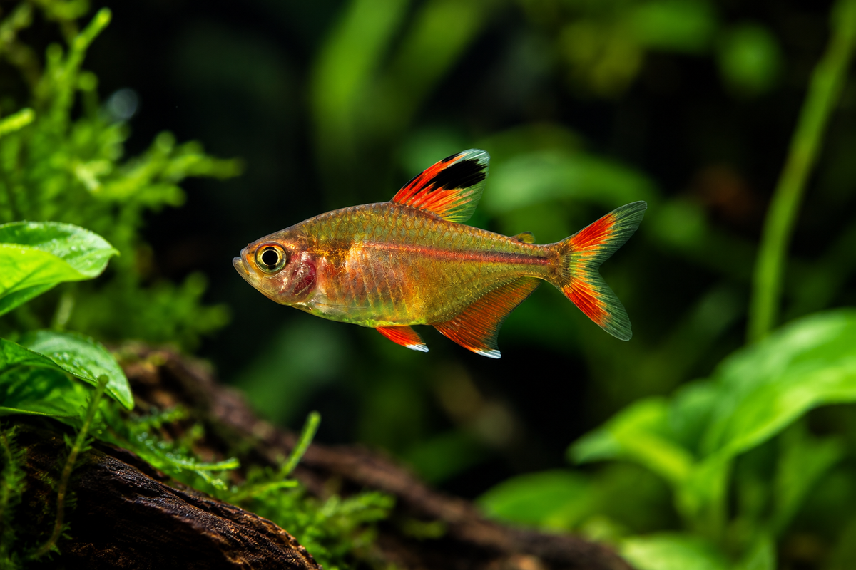 Nano Fish