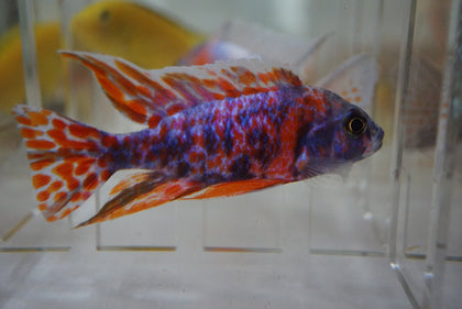 Peacock Cichlids