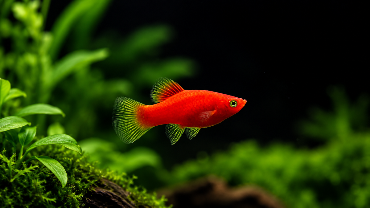 Tuxedo Platy, tank-bred in Florida at D&G Farms and offered by TilapiaStore, showing vibrant red and black coloration in a healthy freshwater aquarium.