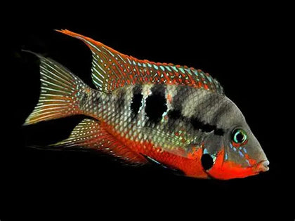 Firemouth cichlid (Thorichthys meeki), a Central American cichlid species