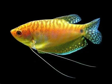 Gold Gourami fish with shimmering yellow body and flowing fins in freshwater aquarium, peaceful tropical species