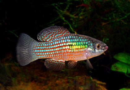 Florida Flag Fish Algae Eater for Freshwater Aquariums