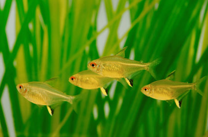 Lemon Tetra fish swimming in planted freshwater aquarium, peaceful tropical schooling fish from Tilapia Store