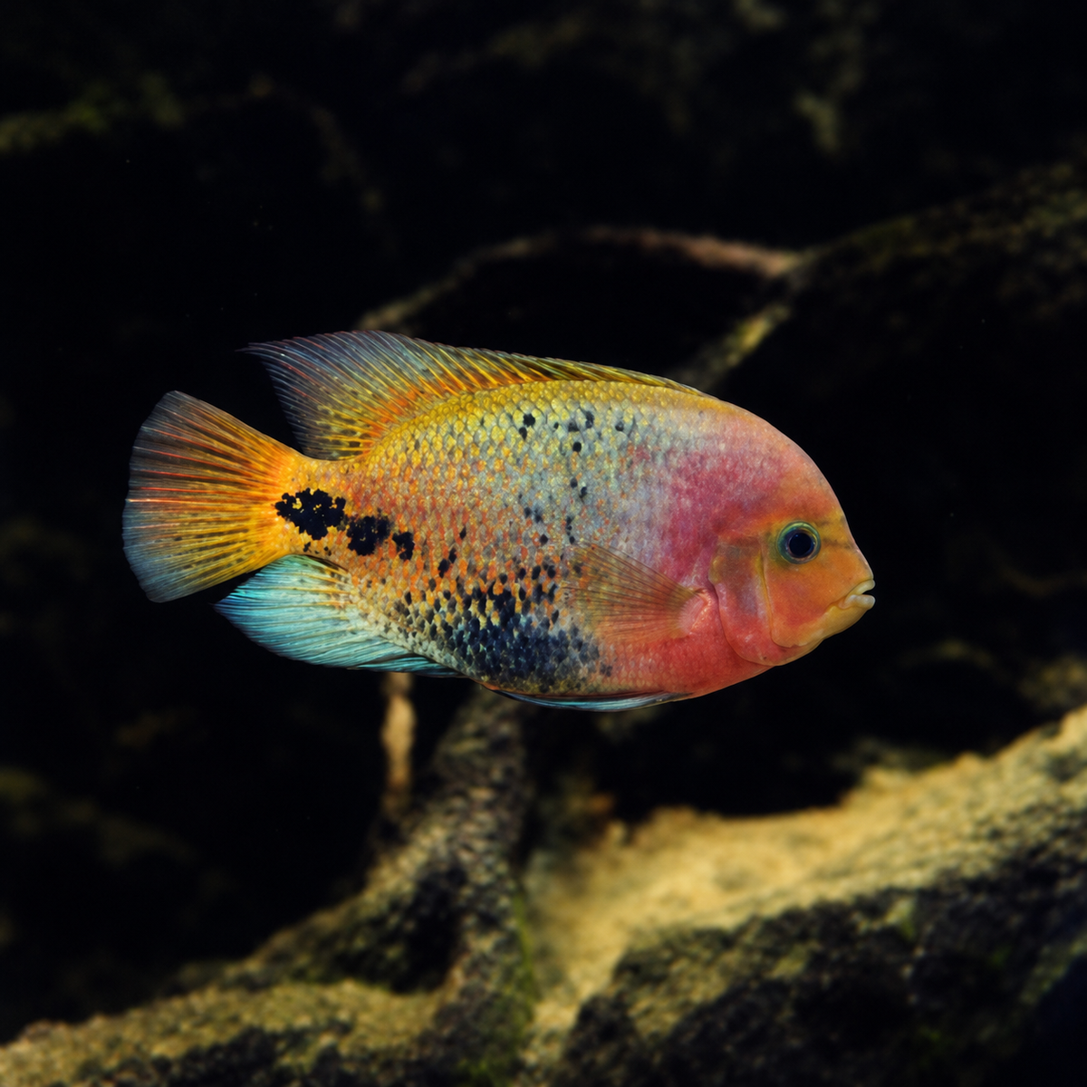 Vieja Cichlids with room around the whole fish