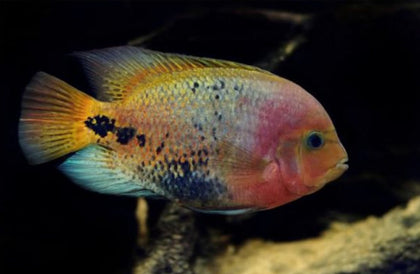 Vieja synspila (True Central American Vieja cichlid)