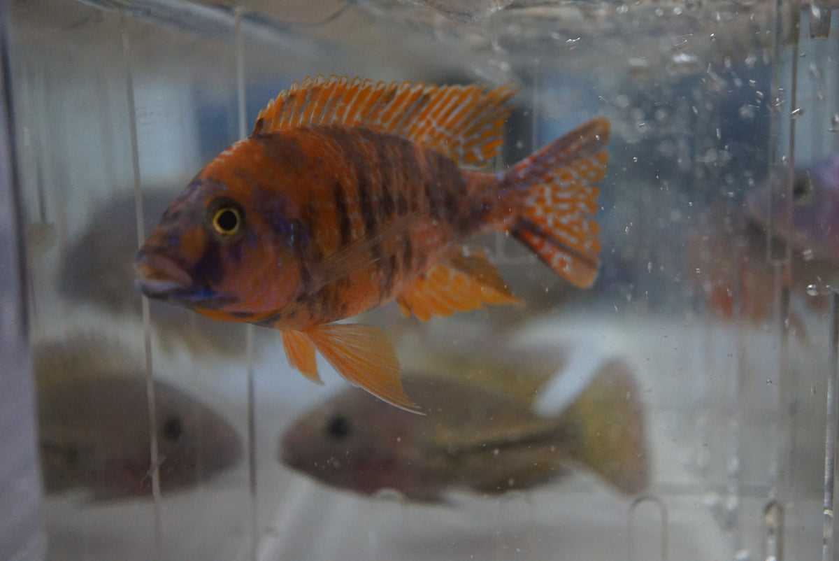 Orange & Blue OB Peacock African cichlid | Tilapia Store