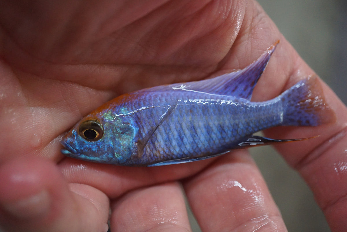 Orange Blaze Peacock Cichlid