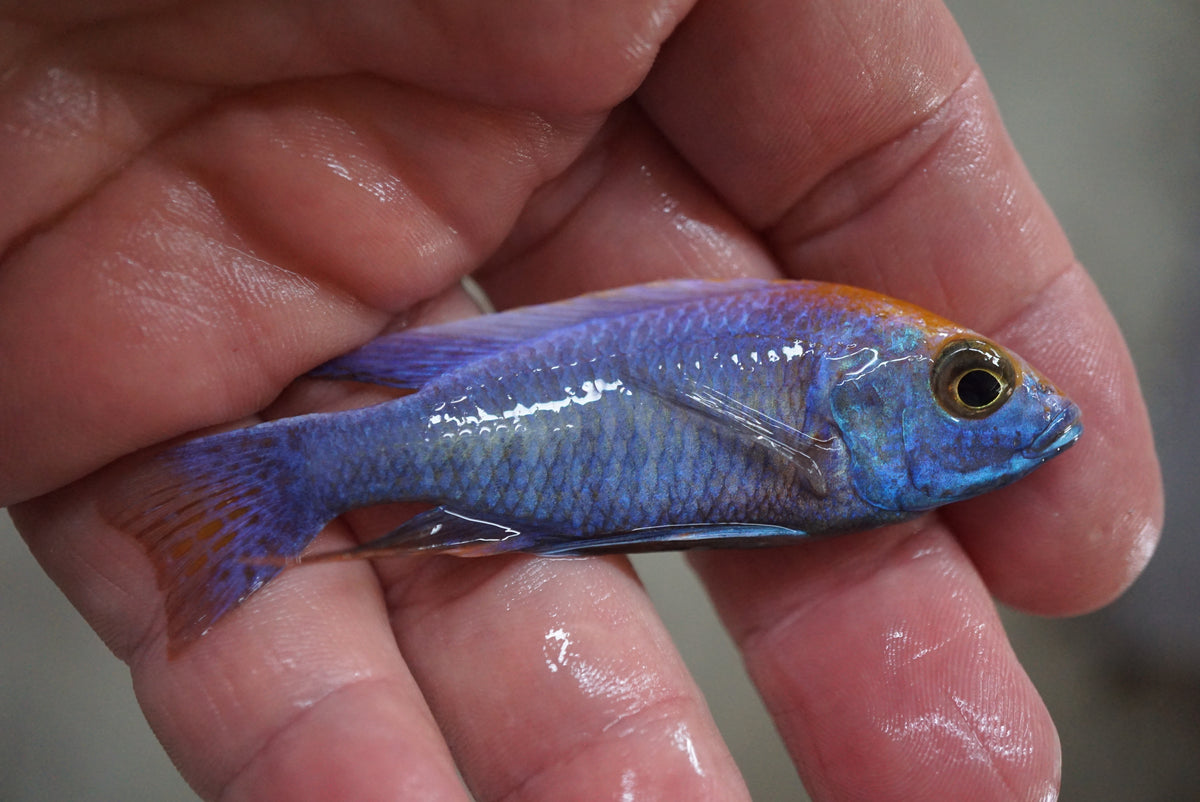 Orange Blaze Peacock Cichlid