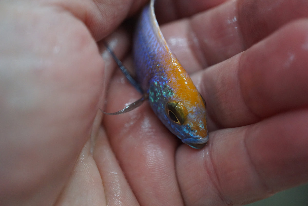 Orange Blaze Peacock Cichlid