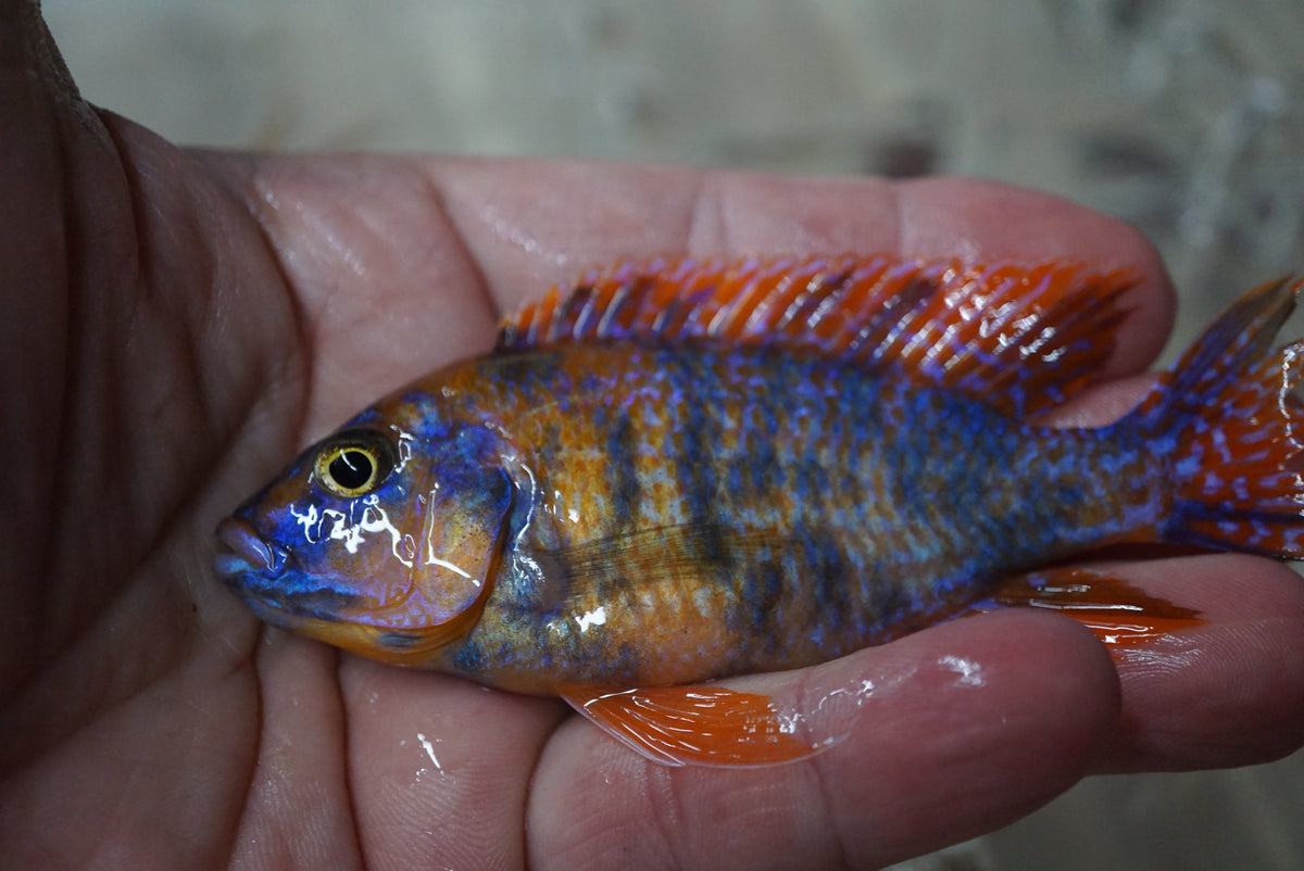 Orange & Blue OB Peacock Cichlid close-up | Tilapia Store