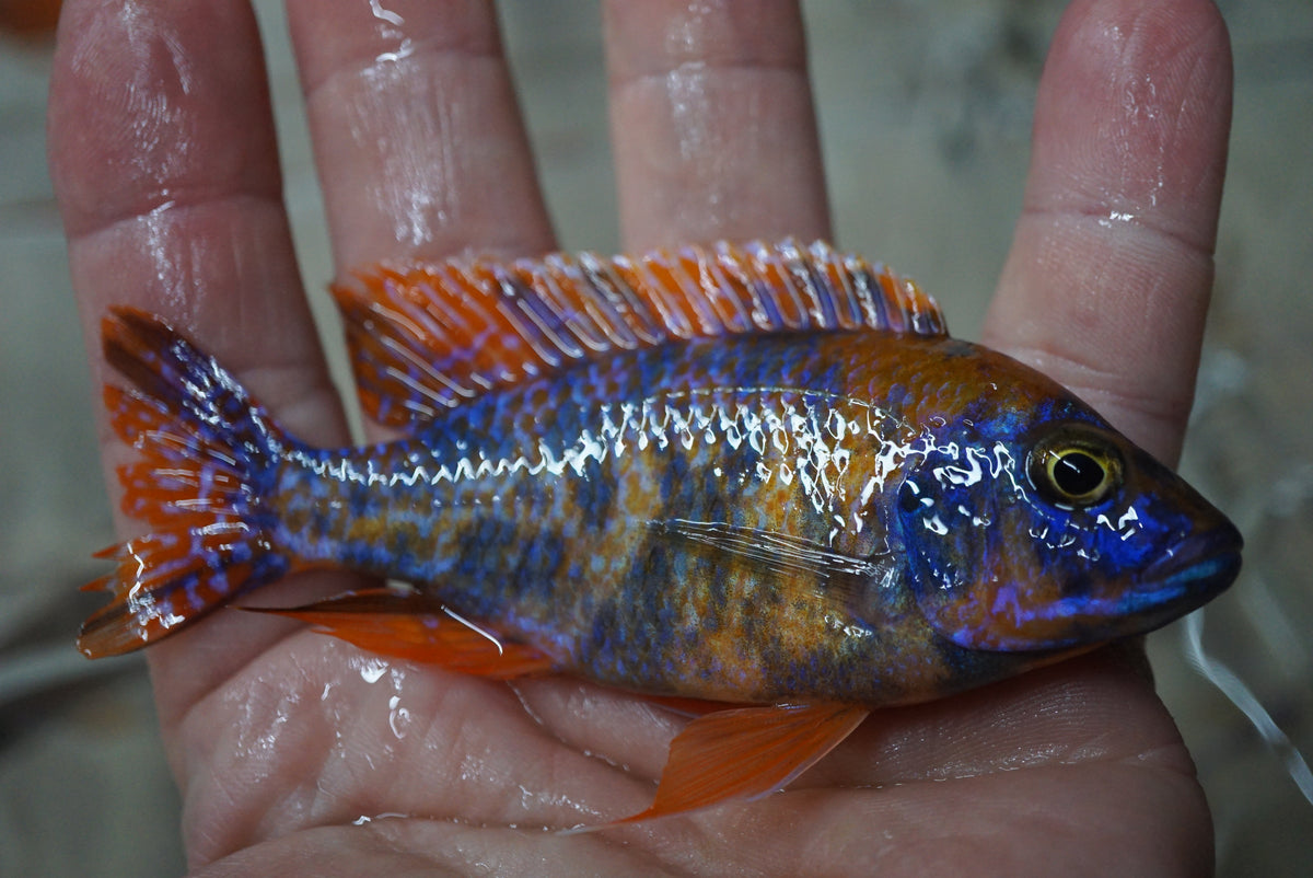 Orange & Blue OB Peacock Cichlid side view | Tilapia Store