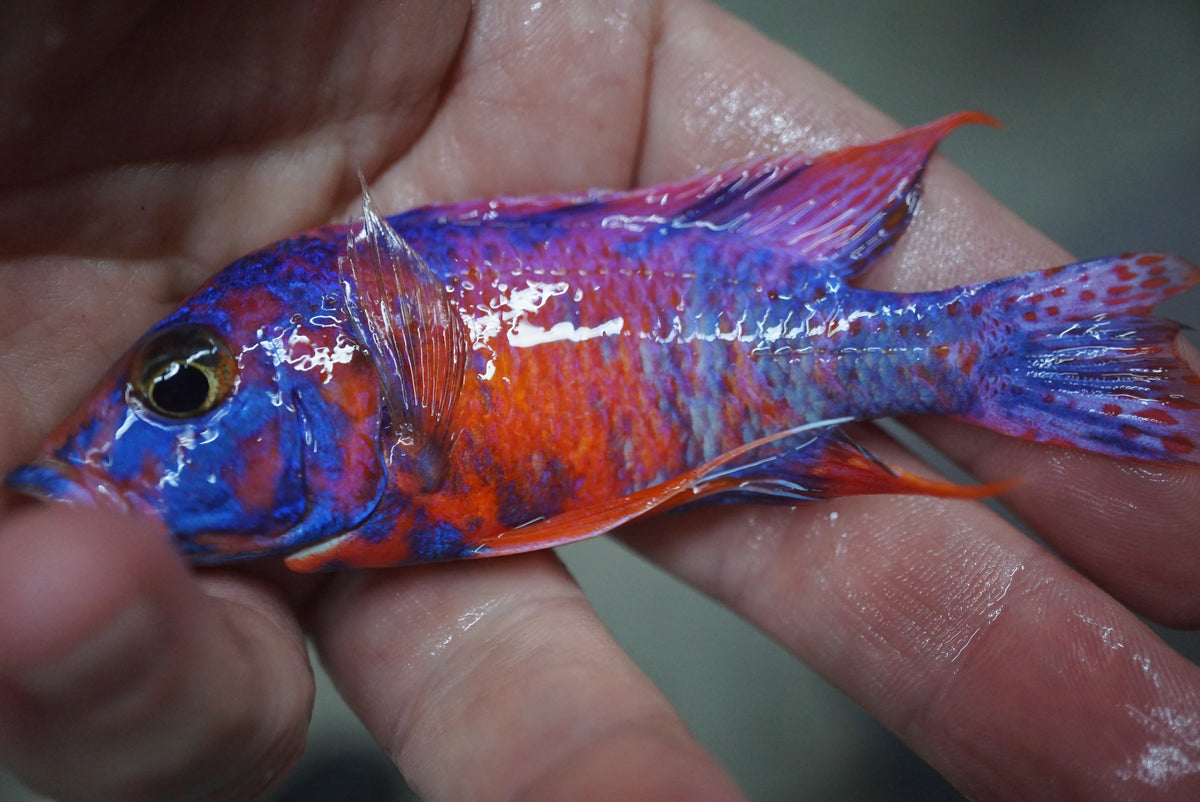 Red & Blue OB Peacock