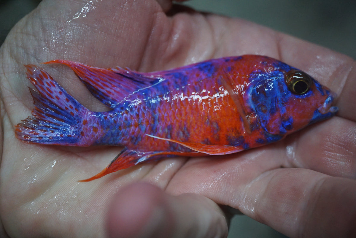 Red & Blue OB Peacock