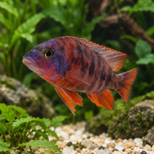 Red & Blue OB Peacock