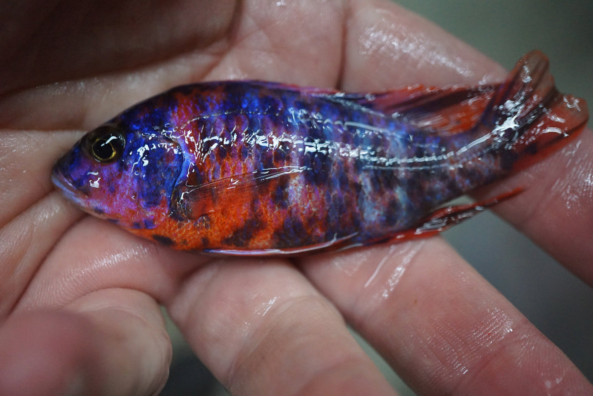 Red & Blue OB Peacock