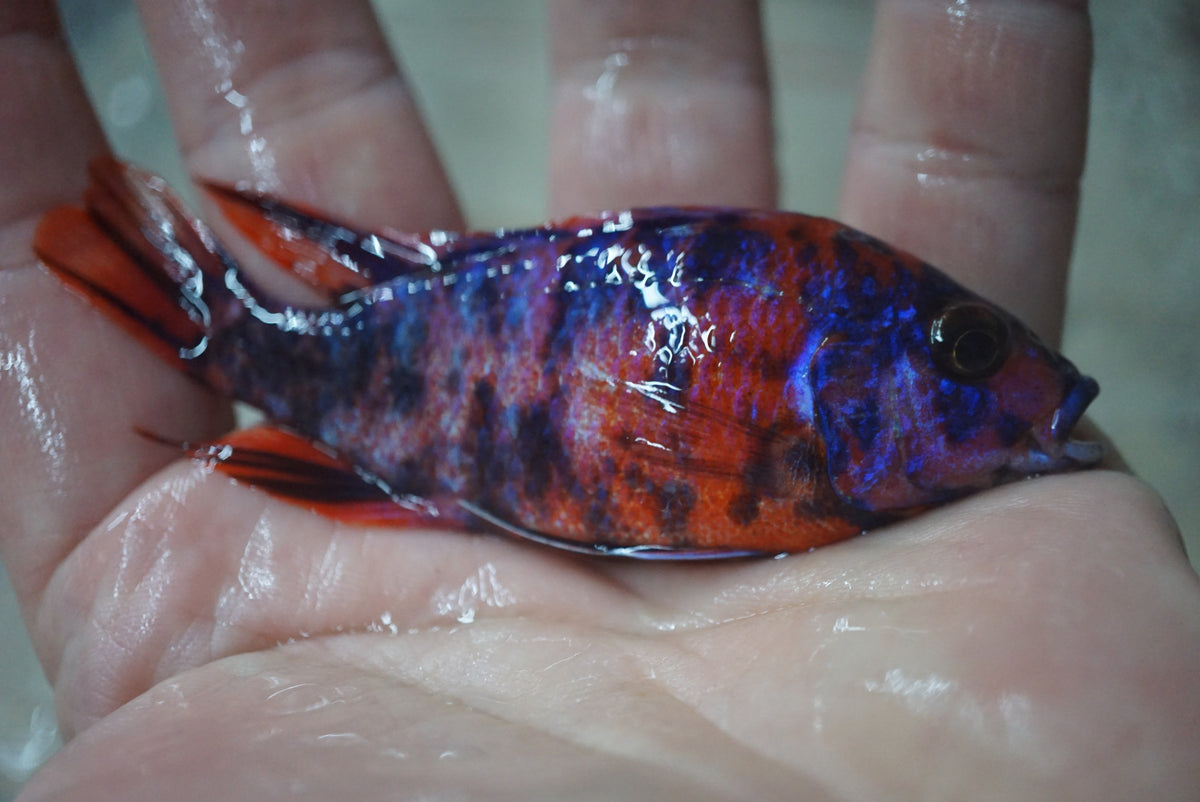 Red & Blue OB Peacock