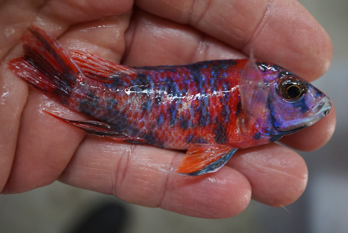 Red & Blue OB Peacock