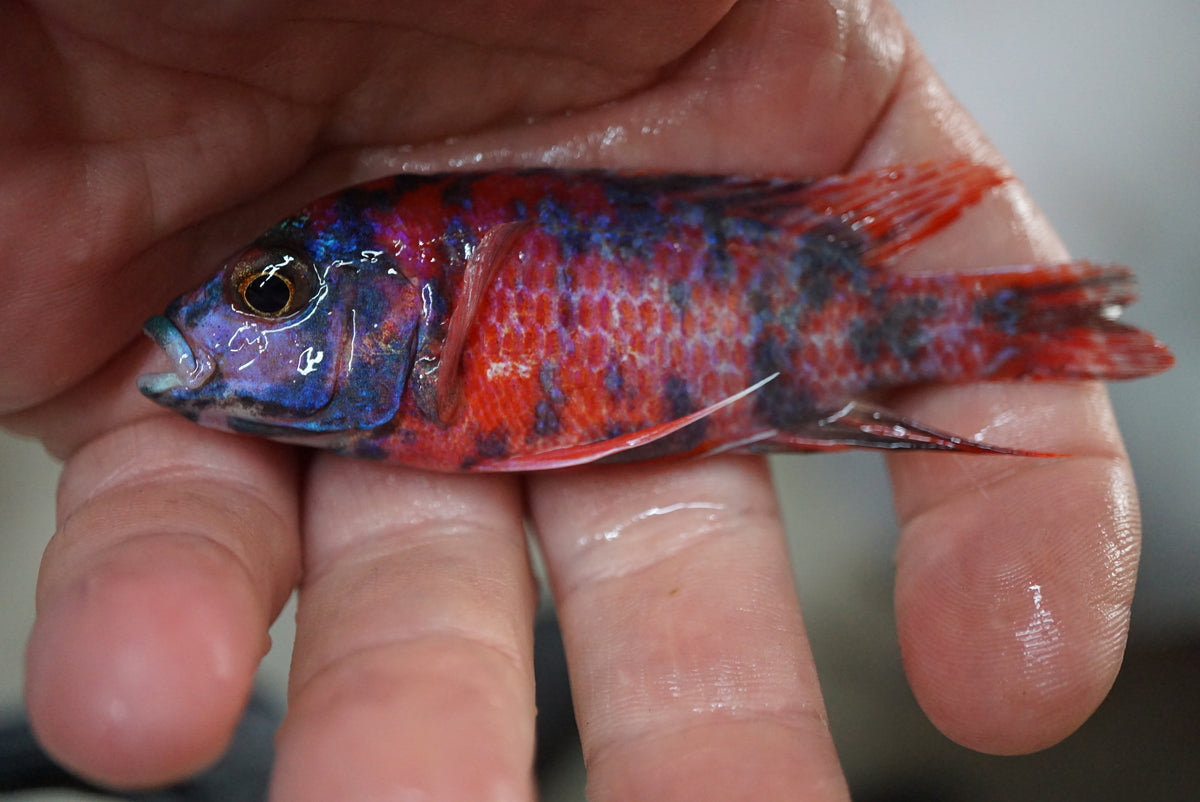 Red & Blue OB Peacock