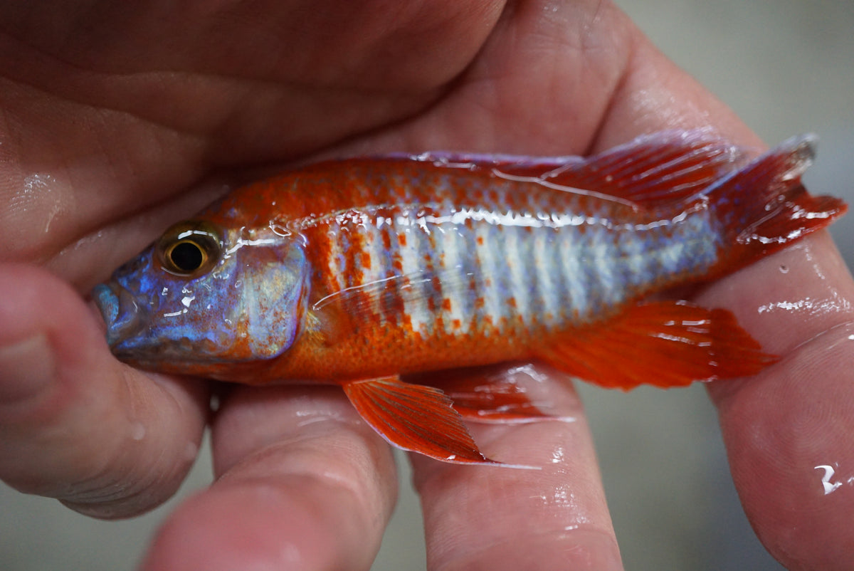 Eureka Red Peacock