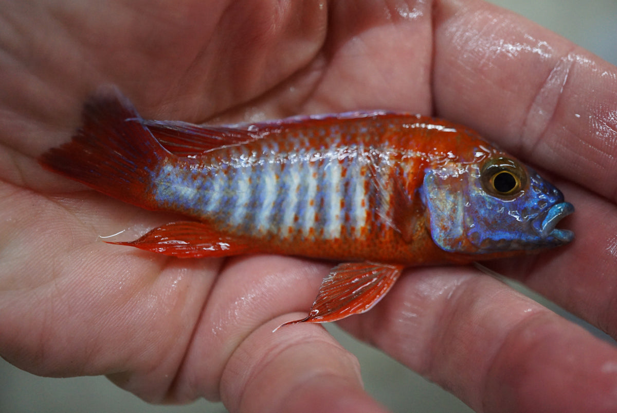 Eureka Red Peacock