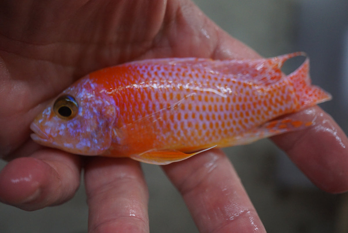 Dragon Blood Peacock Cichlid side view, red-orange | Tilapia Store
