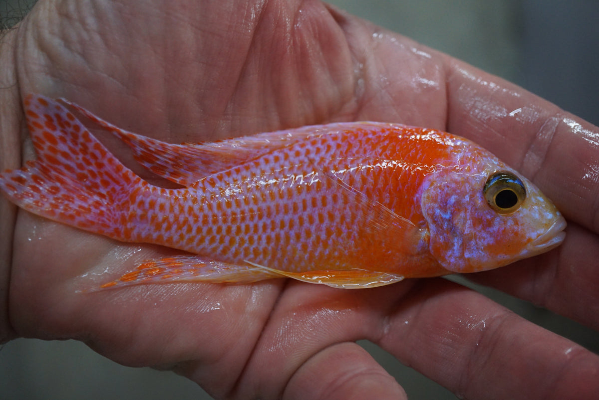 Dragon Blood Peacock Cichlid close-up | Tilapia Store