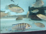 Labidochromis White Zebra Cichlid