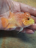 Goldbase Kamfa Flowerhorn
