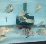 Labidochromis White Zebra Cichlid