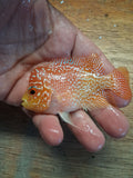 Goldbase Kamfa Flowerhorn